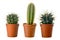 Set of three cactuses in a plastic pot, side view, isolated