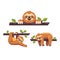 Set of three cute sloths on tree branches flat illustration