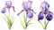 Set of Three Delicate Watercolor Iris Petals AI Generated