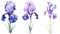 Set of Three Delicate Watercolor Iris Petals AI Generated