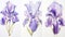 Set of Three Delicate Watercolor Iris Petals AI Generated