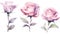 Set of Three Delicate Watercolor Rose Buds AI Generated