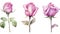 Set of Three Delicate Watercolor Rose Buds AI Generated