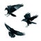 Set three flying birds - Birds flying ravens isolated on white background Corvus corax. Halloween