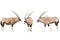 Set of three gemsbok in different posing isolated on white backg