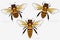 Set of Three Honey Bees. Queen and Worker and Drone. Detailed