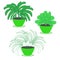 Set of three indoor garden ornamental plants with lush foliage in flower pots of green color on a white background