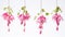 Set of Three Intricate Watercolor Fuchsia Blooms AI Generated