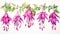 Set of Three Intricate Watercolor Fuchsia Blooms AI Generated