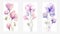 Set of Three Intricate Watercolor Sweet Pea Flowers AI Generated