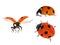 Set of three ladybugs isolated on white