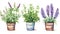 Set of Three Lush Watercolor Herb Garden Plants AI Generated