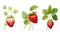 Set of Three Lush Watercolor Strawberry Plant Fruits AI Generated