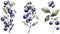 Set of Three Mystical Watercolor Nightshade Plants AI Generated