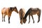 Set of three namibian wild horses portraits