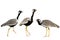 Set of three Northern Black Korhaan standing