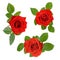 Set of three open red roses with leaves