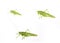 Set of three photos of a large green grasshopper on a white back