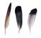 Set of three pigeon feathers