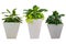 Set of three plant pots, ornamental plants in pots on white background - clip corridor