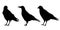 Set of three realistic silhouettes sitting ravens