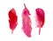 Set of three red pink fuchsia watercolor bird feathers