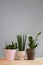 Set of three sansevieria snake plants potted