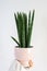 Set of three sansevieria snake plants potted