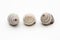 Set of three snail shells