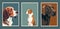 Set of three vector portraits of dogs. Beagle, Retriever and hound