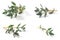 Set of Thyme fresh herbs Thymus vulgaris shrub