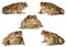 Set of toads isolated