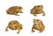 Set of toads Isolated