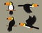 Set of Toucans bird character cartoon