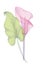 set transparent flower calla