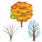 A set of trees. Autumn maple with orange and yellow leaves. Winter tree in the snow. A bare tree trunk without leaves