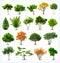 Set of trees isolated. Vector