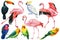 Set of tropical birds parrots, cockatoo, flamingo and toucan on a white background, watercolor illustration