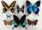 Set tropical different color butterflies. Lepidoptera. Papilio. Butterfly collection.