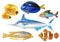 Set of tropical exotic colorful sea fishes