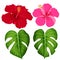 Set of tropical flowers elements. Collection of hibiscus flowers on a white background. Vector illustration bundle.