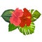Set of tropical flowers elements. Collection of hibiscus flowers on a white background. Vector illustration bundle