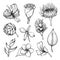 Set of tropical flowers hibiscus, orchid, plumeria, helicornia, strelitzia, calla, magnolia, frangipani.