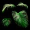 Set of tropical green areca palm leaf, plant vector illustration