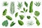 Set of tropical leaves. Different green leaf collection. Colorful vector illustration on white background in cartoon