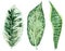 Set of tropical leaves. Jungle, botanical watercolor illustrations, floral elements, palm leaves, fern and others. Hand drawn