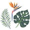 Set of tropical leaves of monstera, fern, royal strelitzia flower in bright color in a flat style