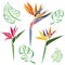 Set of tropical leaves of monstera and flowers of royal Strelitzia in bright colors. Design sketch suitable for tattoos
