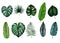 Set of tropical leaves; monstera, palm, banana, saw palmetto, calathea. Watercolor illustration isolated