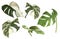 A set of tropical leaves. Watercolor realistic monstera leaves. Monstera alba.